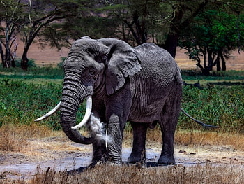 LARGE ELEPHANT, ELEPHANT, NATURE, LARGE, ANIMAL HD wallpaper