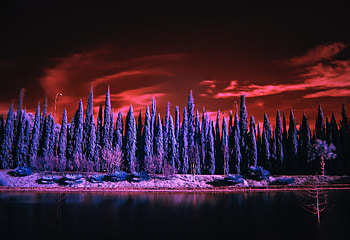 Red Sky Under Purple Trees , sky, trees, nature HD wallpaper