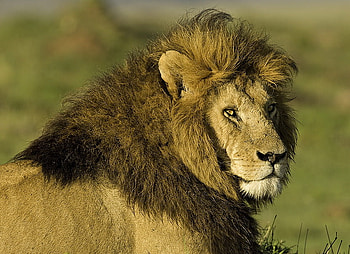 Older and Wiser, mane, old, king, boss, beautiful, lion HD wallpaper