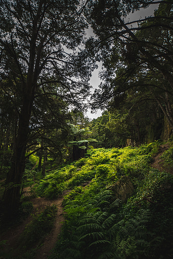 Nature, Trees, New Zealand, Journey, Study, Campaign, Hike, Exploration HD phone wallpaper