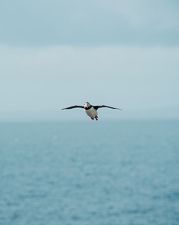 Animals, Sea, Bird, Flight, Gull, Seagull, Wings HD phone wallpaper