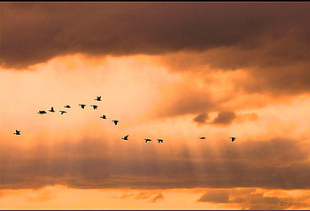 Flight, birds, clouds, colored sky, evening HD wallpaper
