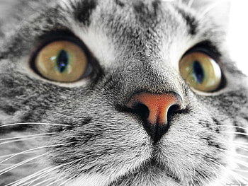 Kitty Face, pets, eyes, face, cat, household HD wallpaper