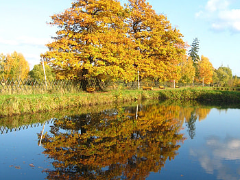 Trees on the Shore, trees, shore, nature, reflection HD wallpaper