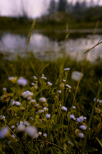 Flowers, Grass, Meadow, Ear, Wildflowers HD phone wallpaper