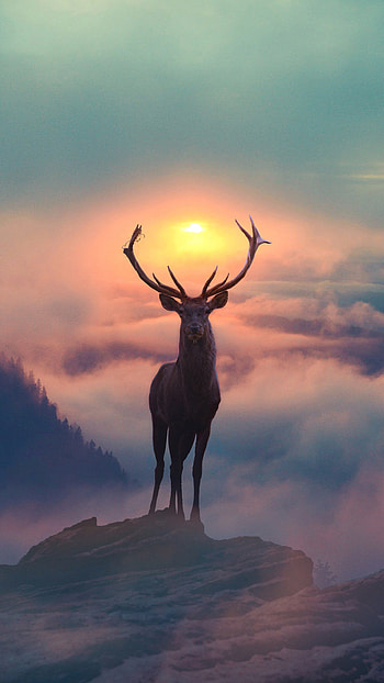 Reindeer in the morning, Golden sunrise, Tranquil beauty, Majestic grace HD phone wallpaper