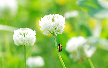 Grass, Flower, Macro, Insect, Ladybug, Ladybird, Clover HD wallpaper