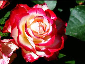 Rose, nature, flower HD wallpaper