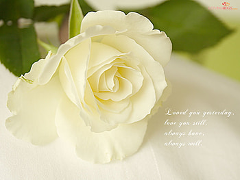 my litte love note, rose, white, note, love HD wallpaper