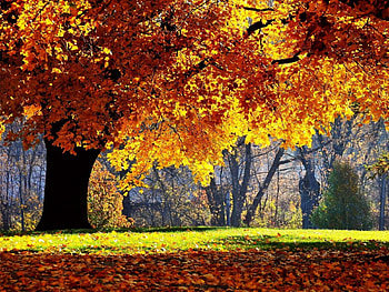 Autumn Forest, trees, autumn, nature, forest HD wallpaper