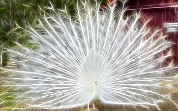 Peacock, animal, white, beautyfull, bird, white peacock, cool, digital art HD wallpaper