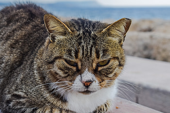 Animals, Cat, Muzzle, Striped, Sight, Opinion HD wallpaper