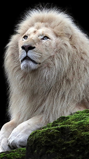 White Lion, Aslan Lion, h d HD phone wallpaper