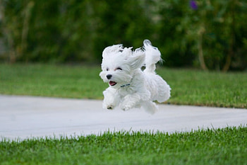 Dog, sweet, animal, dogs, cute, beautiful, puppys, puppy, pretty, animals, lovely HD wallpaper