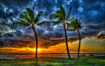 Oahu Pacific Ocean Sunset, Maili Beach Park, Pokai Bay, Hawaii, clouds, colors, sky, usa, palm trees HD wallpaper