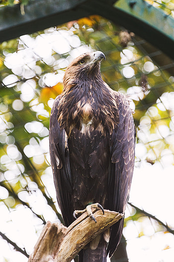 Animals, Bird, Beak, Eagle, Claws HD phone wallpaper