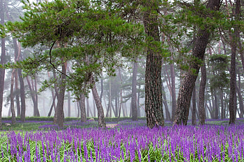 Forest, green, flower, purple, nature, spring, tree HD wallpaper