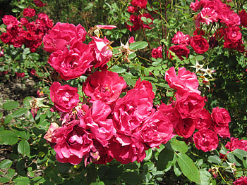 Flowers mid-summer 16, roses, graphy, green, red, Flowers, garden HD wallpaper