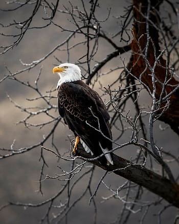 Majestic bald eagle perched on a bare tree branch in Wenatchee, showcasing wildlife beauty. HD phone wallpaper