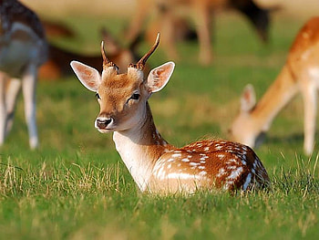 Baby Deer, baby, cool, , deer HD wallpaper