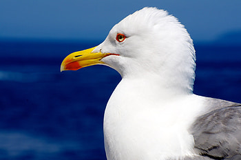 Animals, Bird, Beak, Gull, Seagull, Profile HD wallpaper