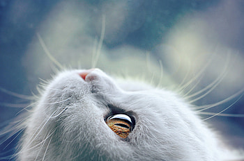 Kitten, pisica, blue, animal, white, face, cat HD wallpaper