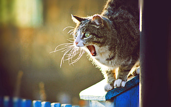 Animals, Cat, Muzzle, Fright, Scream, Cry HD wallpaper