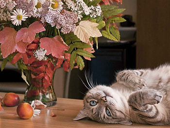 still life, vase, cat, nature, flowers, pet HD wallpaper