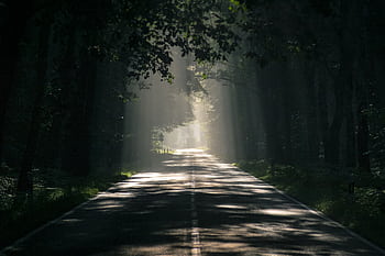 A scenic forest road illuminated by sunlight filtering through trees, evoking a serene atmosphere. HD wallpaper