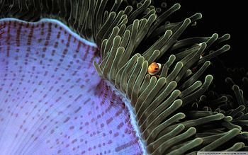 Sea Anemone, Posted by Sarah Cunningham HD wallpaper