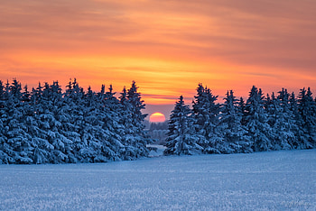 Pine Trees Snow, pine, trees, snow, nature HD wallpaper