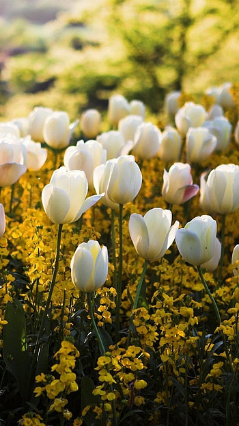 Flower, White, Tulips HD phone wallpaper
