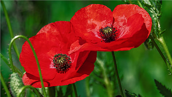 Bright Poppy, spring, wild, summer, poppies, green, bright, flowers, blooms, blossom HD wallpaper