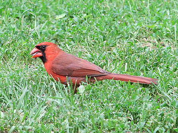 Grace IN Nature, bird, cardnal, northern, red HD wallpaper