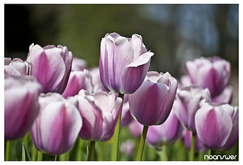 pink flowers, pink, nature, flowers, spring HD wallpaper