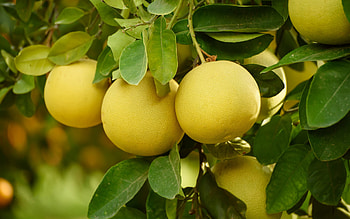Pomelo , Garden pomelo, Citrus on branch, High quality HD wallpaper