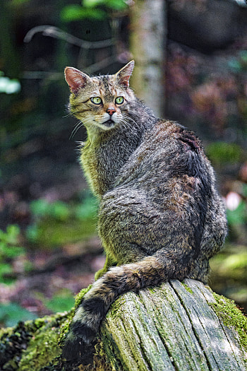 Animals, Cat, Wildlife, Wild Cat, Look Around, Look Back HD phone wallpaper