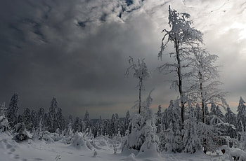 Trees Covered With Snow, winter, trees, snow, nature HD wallpaper