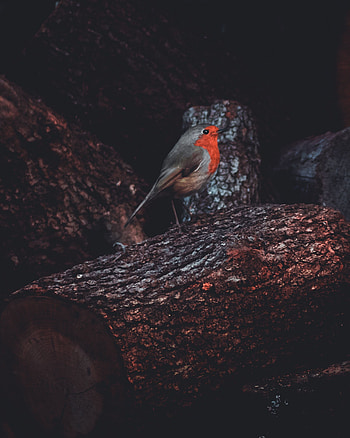 Animals, Bird, Log, Robin, Zaryanka HD phone wallpaper