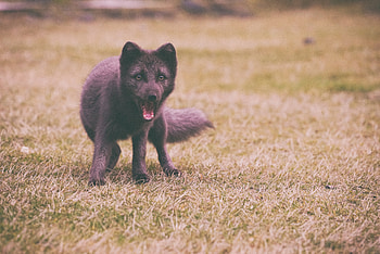Animals, Arctic Fox, Astonishment, Surprise, Polar Fox HD wallpaper