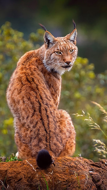 Predatory lynx, , Astonishing , Striking ry HD phone wallpaper