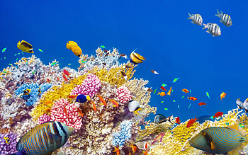 Tropical fish paradise, Colorful coral reefs, Underwater beauty, Marine diversity HD wallpaper