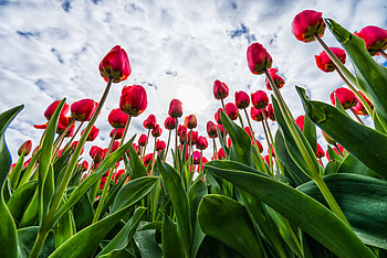 Flowers, Sky, Tulips, Clouds HD wallpaper