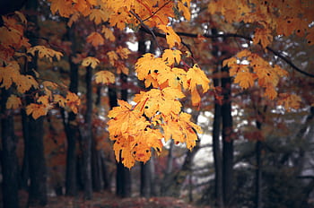Close-up of vibrant orange autumn leaves against a tranquil forest background. HD wallpaper