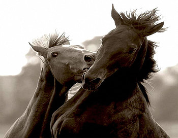 Animals in Love, horses, playing, animals, love, intimacy, together HD wallpaper