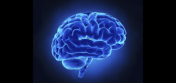 We always effort to show a with resolution or at least with perfect . Brain Anatomy Medical Head Skull Digital 3-d ... HD wallpaper