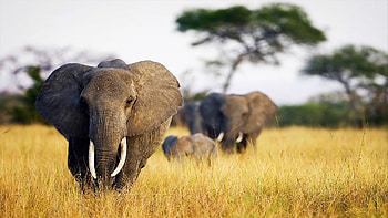 African, Elephants HD wallpaper