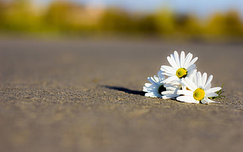 Flowers, Camomile, Macro, Road, Petals HD wallpaper