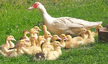 A group of ducklings with an adult duck resting on a vibrant green grass field. HD wallpaper