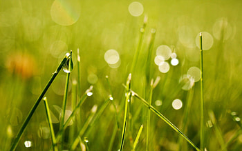 Grass, Drops, Macro, Glare, Shine, Light HD wallpaper